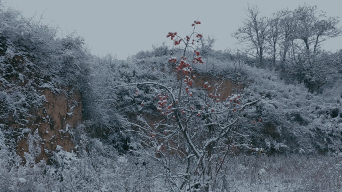 4K雪中的红柿子挂在枝头01