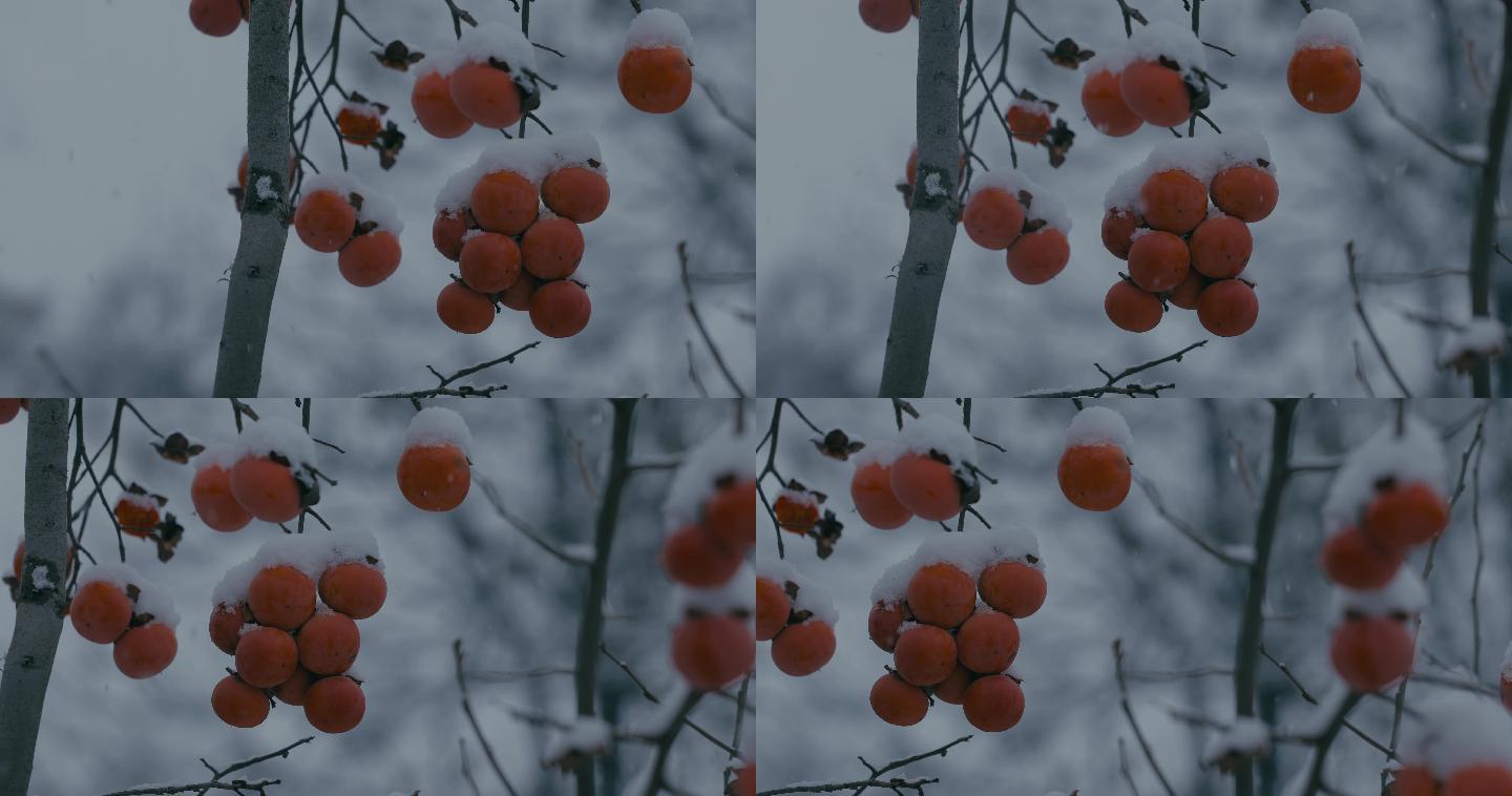 4K雪中的红柿子挂在枝头13
