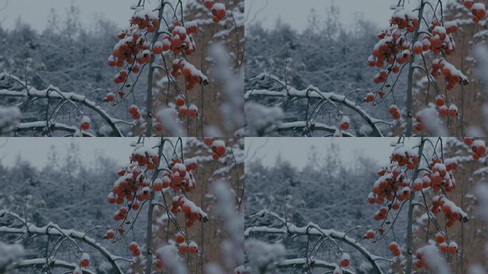 4K雪中的红柿子挂在枝头09