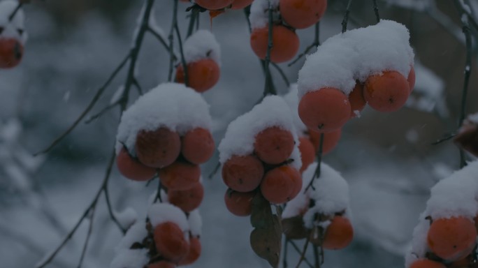 4K雪中的红柿子挂在枝头12