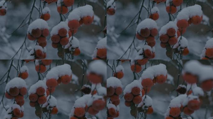 4K雪中的红柿子挂在枝头12