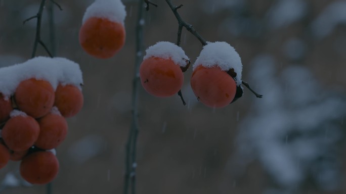 4K雪中的红柿子挂在枝头27