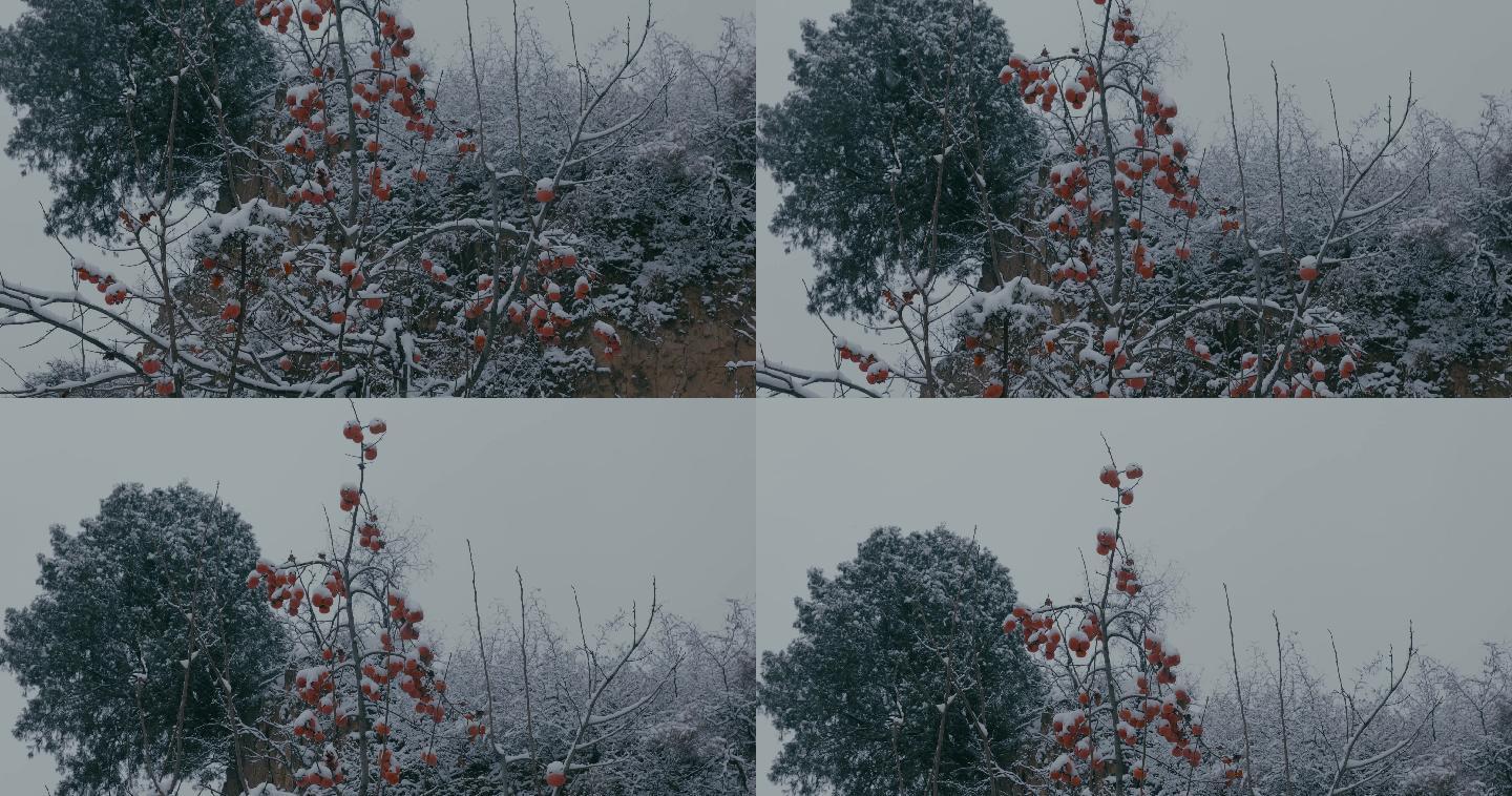 4K雪中的红柿子挂在枝头07