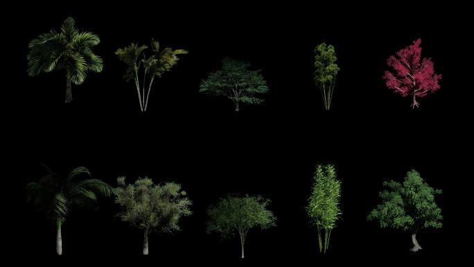 10组动态树木素材