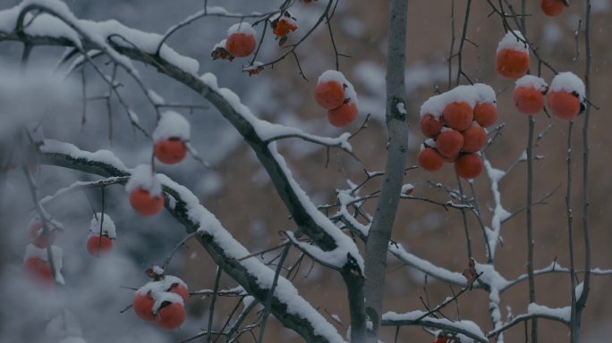 4K雪中的红柿子挂在枝头06