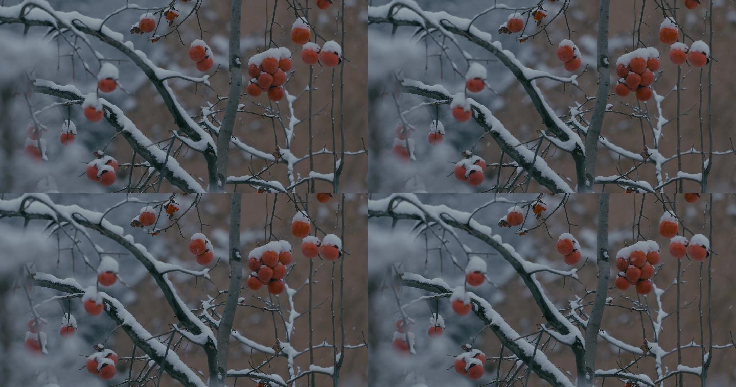 4K雪中的红柿子挂在枝头06