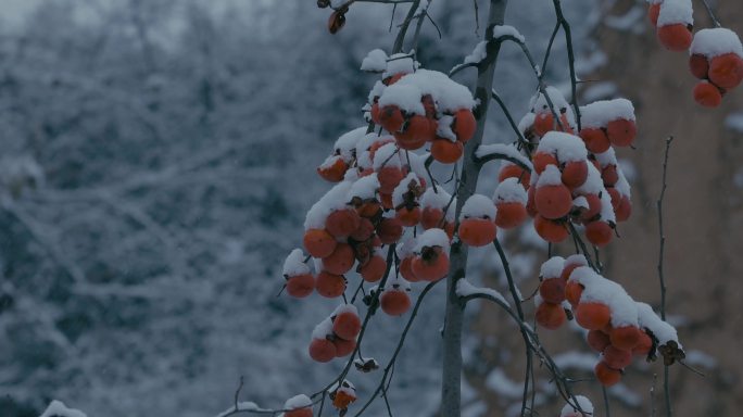 4K雪中的红柿子挂在枝头32