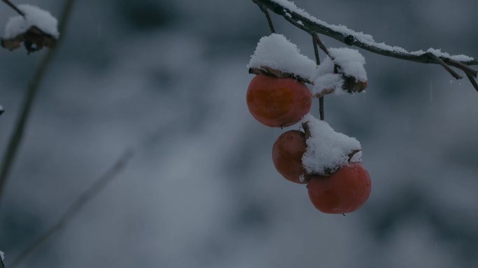 4K雪中的红柿子挂在枝头33