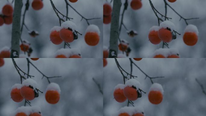 4K雪中的红柿子挂在枝头14