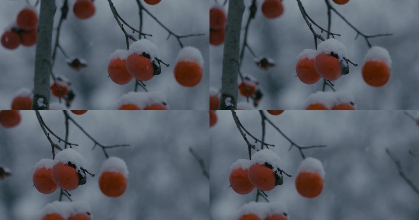 4K雪中的红柿子挂在枝头14
