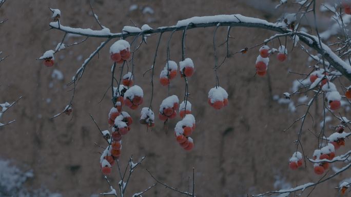 4K雪中的红柿子挂在枝头04
