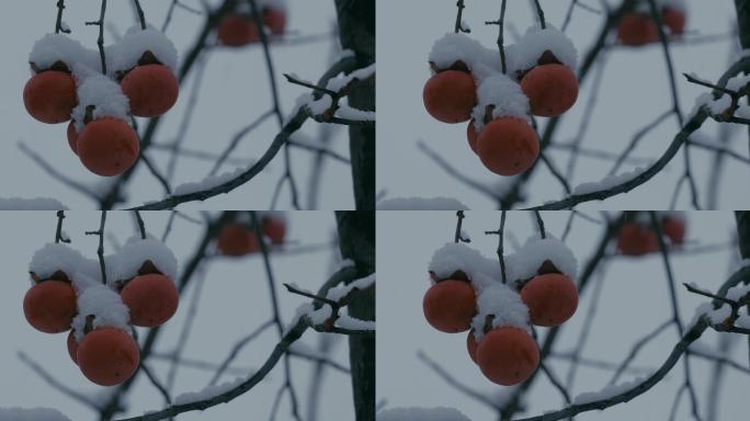 4K雪中的红柿子挂在枝头36