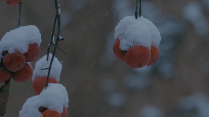 4K雪中的红柿子挂在枝头26