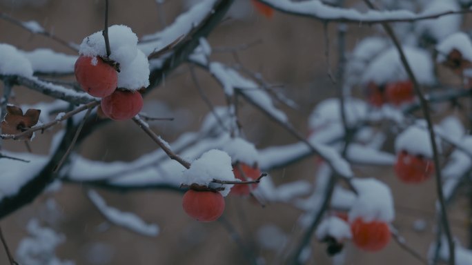 4K雪中的红柿子挂在枝头30