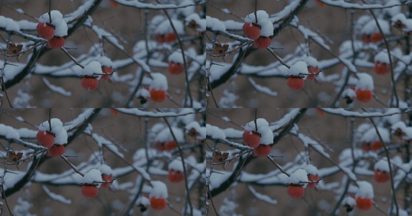 4K雪中的红柿子挂在枝头30
