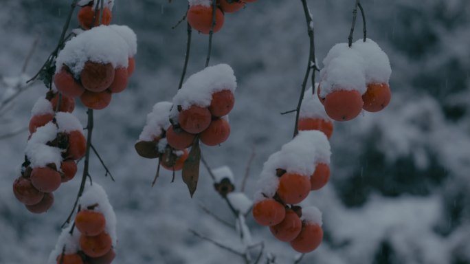 4K雪中的红柿子挂在枝头29