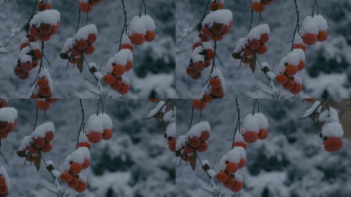 4K雪中的红柿子挂在枝头29