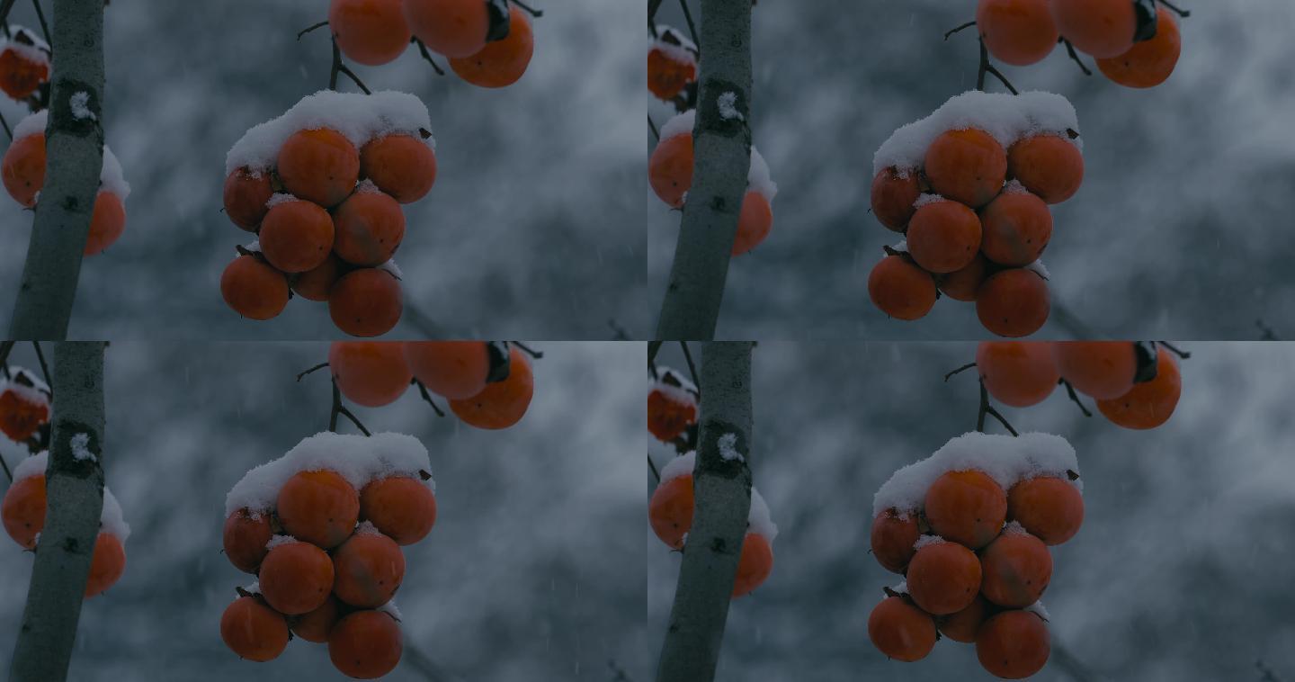4K雪中的红柿子挂在枝头17
