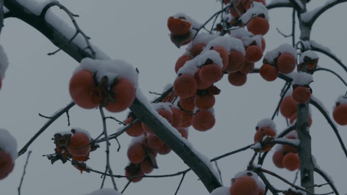 4K雪中的红柿子挂在枝头35