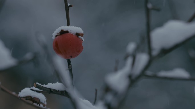 4K雪中的红柿子挂在枝头34