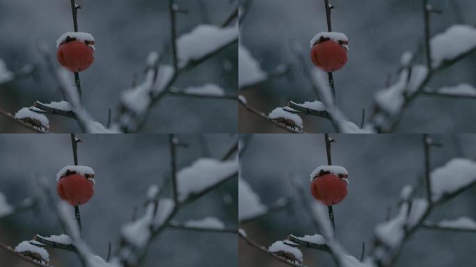 4K雪中的红柿子挂在枝头34