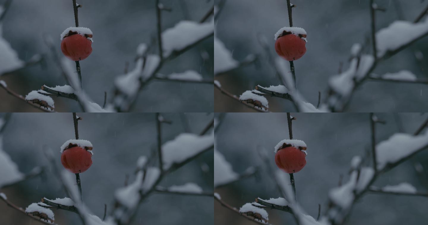 4K雪中的红柿子挂在枝头34