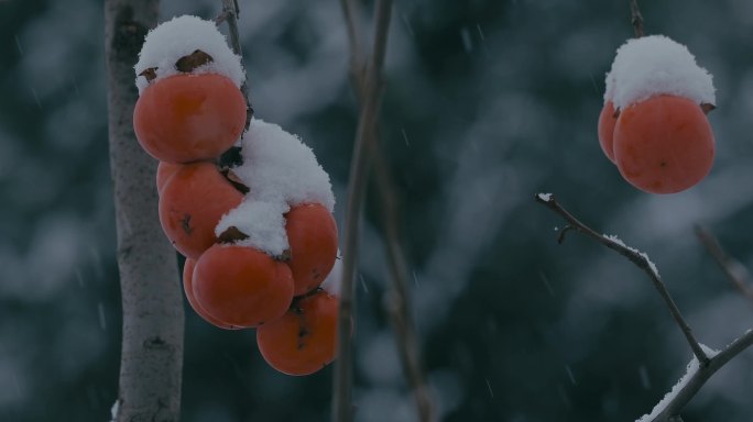 4K雪中的红柿子挂在枝头23