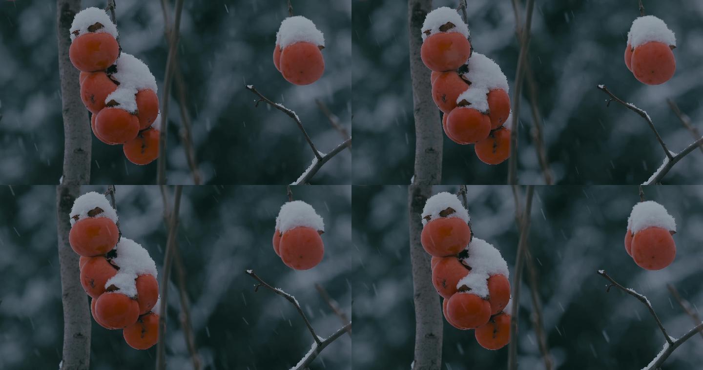 4K雪中的红柿子挂在枝头23