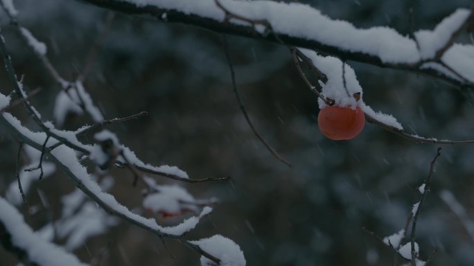 4K雪中的红柿子挂在枝头16