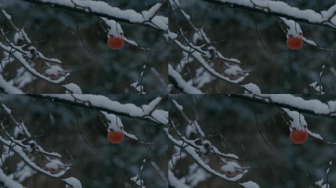 4K雪中的红柿子挂在枝头16