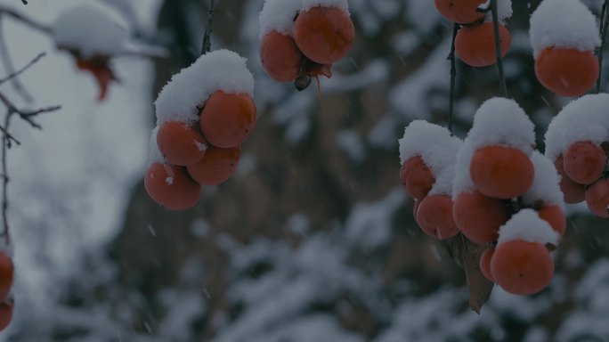 4K雪中的红柿子挂在枝头19