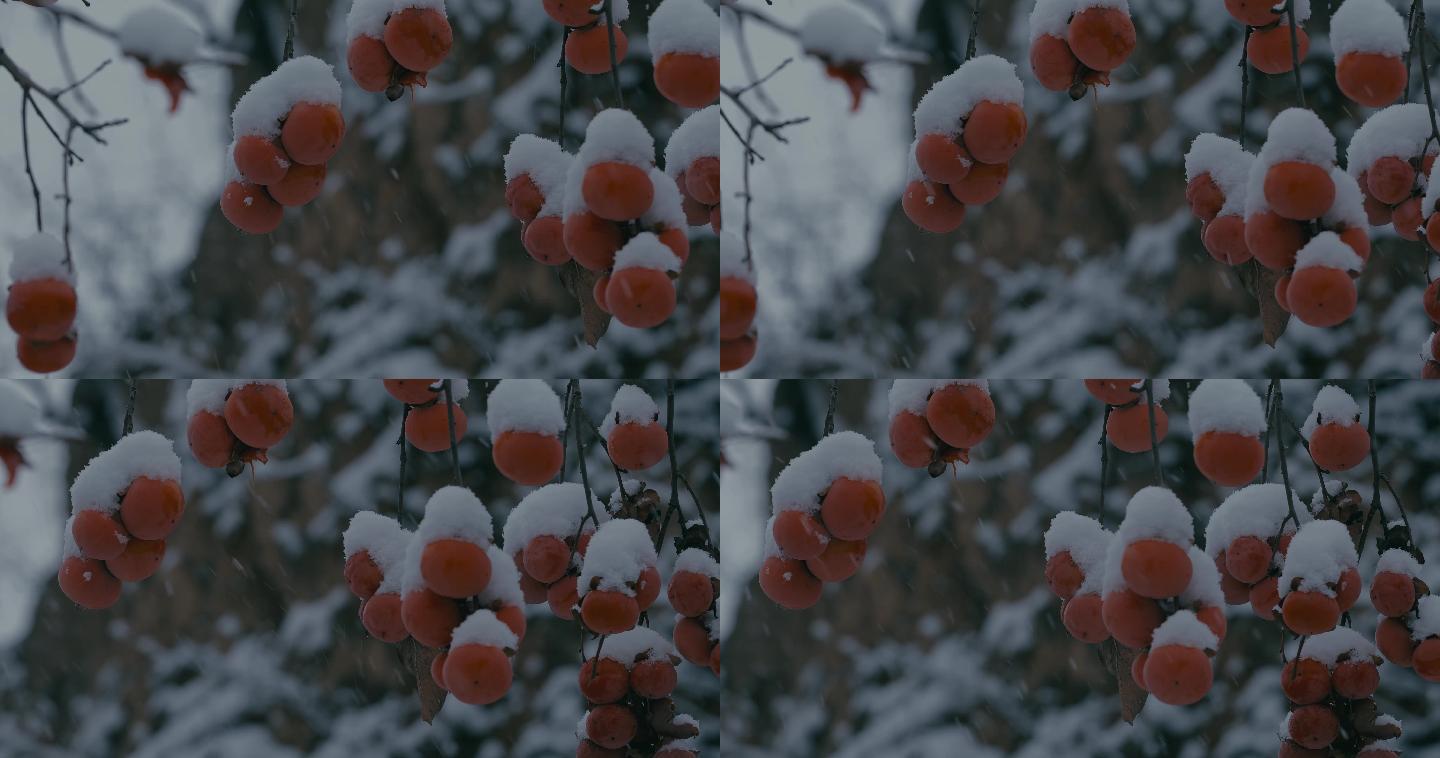 4K雪中的红柿子挂在枝头19