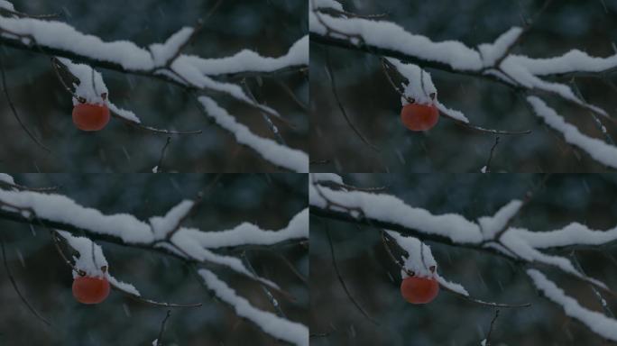 4K雪中的红柿子挂在枝头18