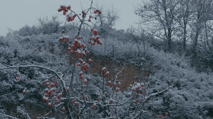 4K雪中的红柿子挂在枝头02