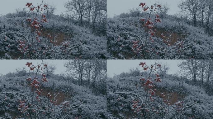 4K雪中的红柿子挂在枝头02