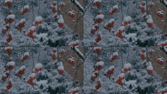 4K雪中的红柿子挂在枝头28