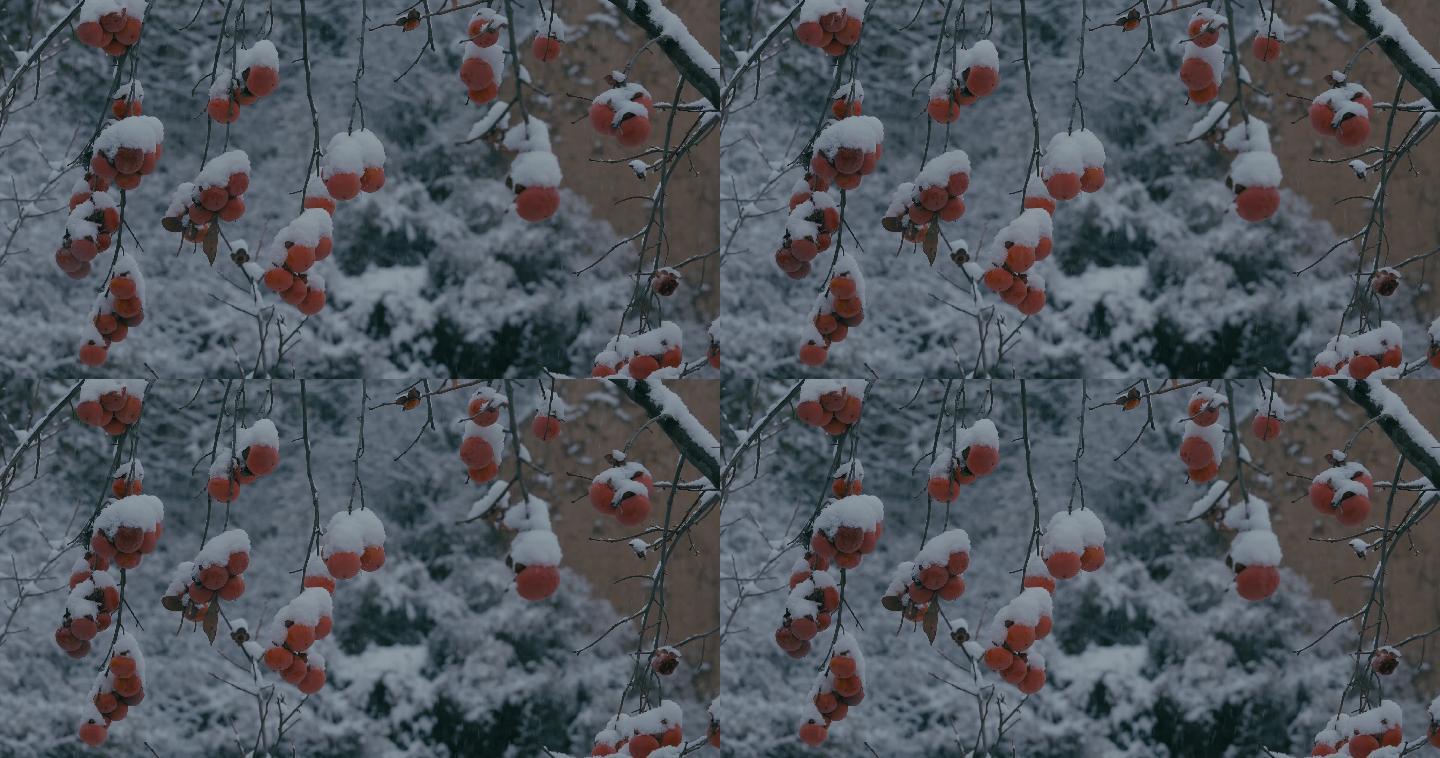 4K雪中的红柿子挂在枝头28