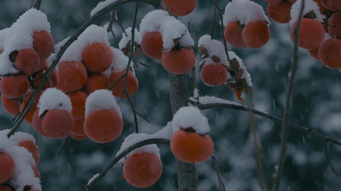4K雪中的红柿子挂在枝头22
