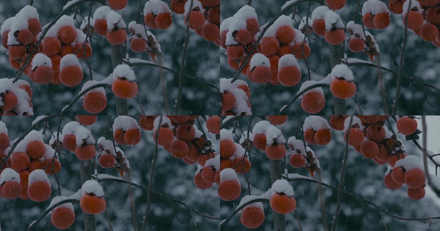 4K雪中的红柿子挂在枝头22