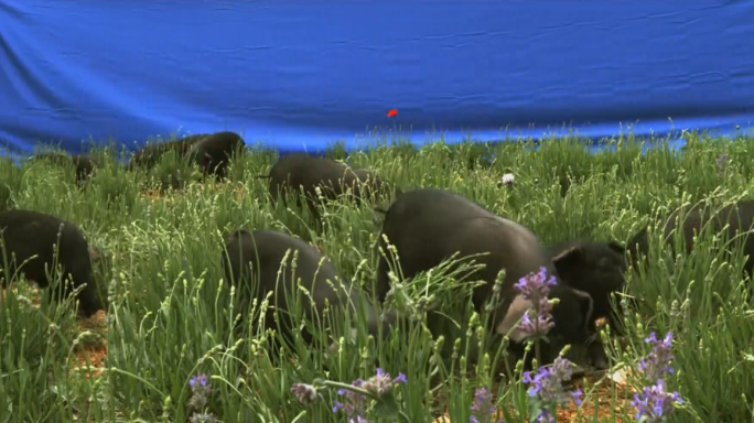 野外实拍蓝背景小猪在草地上，已经抠图