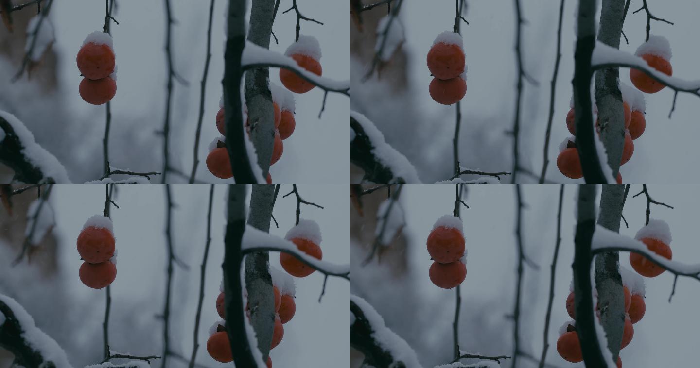4K雪中的红柿子挂在枝头31