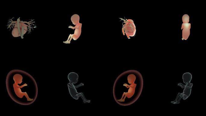 心脏幼儿胎盘器官等医疗元素01