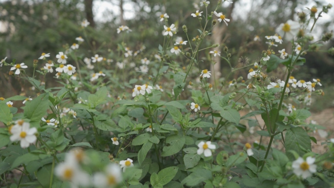 大自然小白野菊小黄花黄槐狗尾巴草HLG