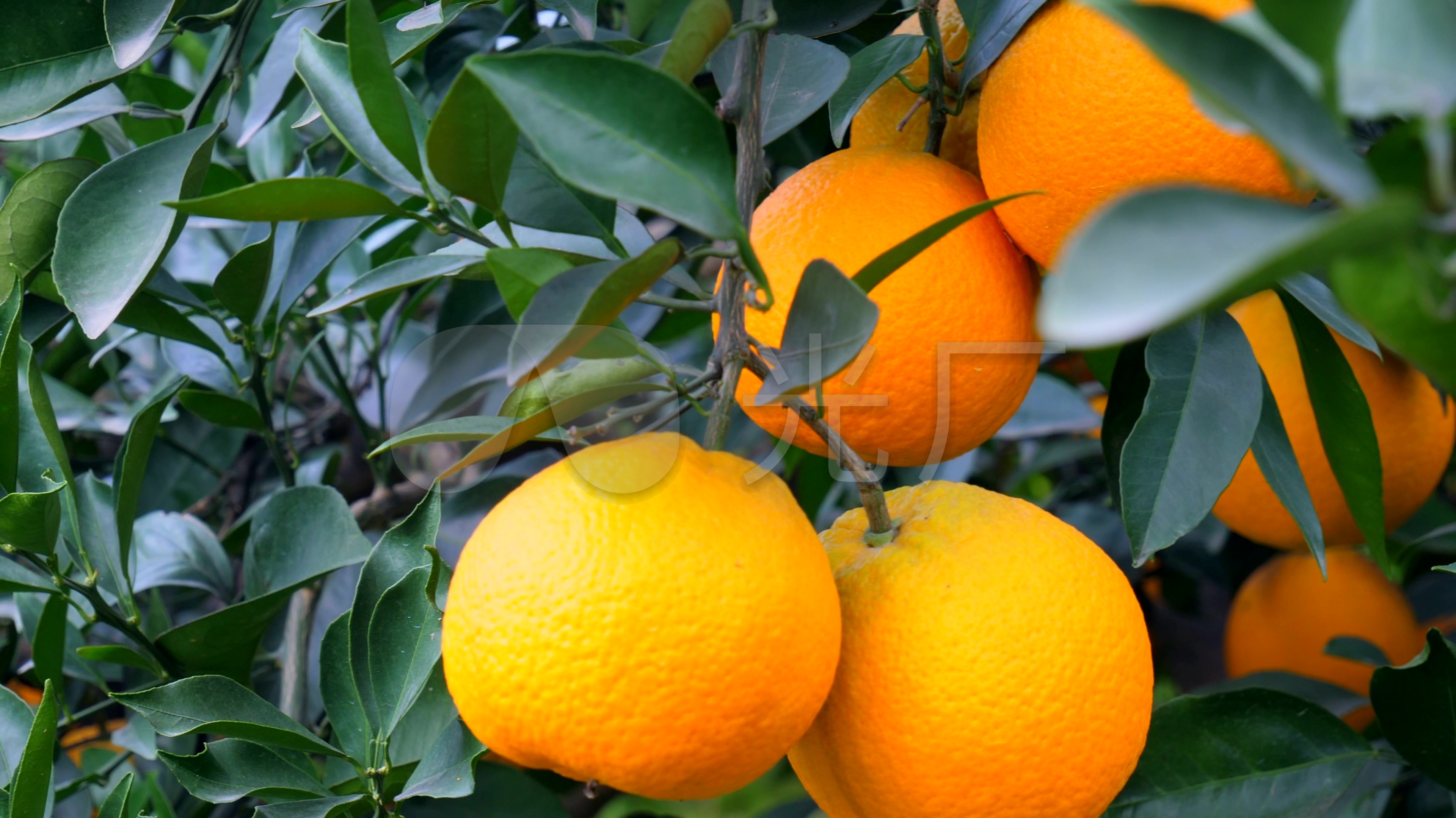 4K橙子橙子水果产品超清视频实拍素材_视频素材包下载(编号:3452403)_实拍视频_VJ师网 www.vjshi.com