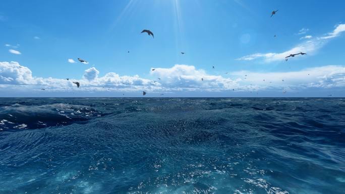 4K大海海鸥飞翔浪涛