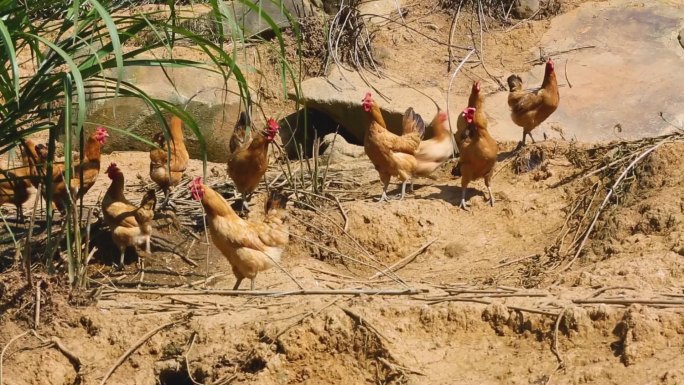 养鸡场-养殖