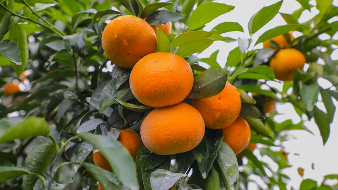 实拍农村扶贫产业沃柑种植视频素材