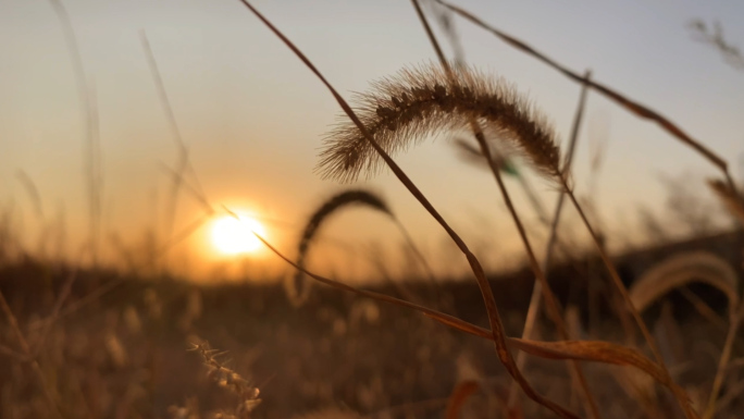 【原创】狗尾巴草风中摇曳