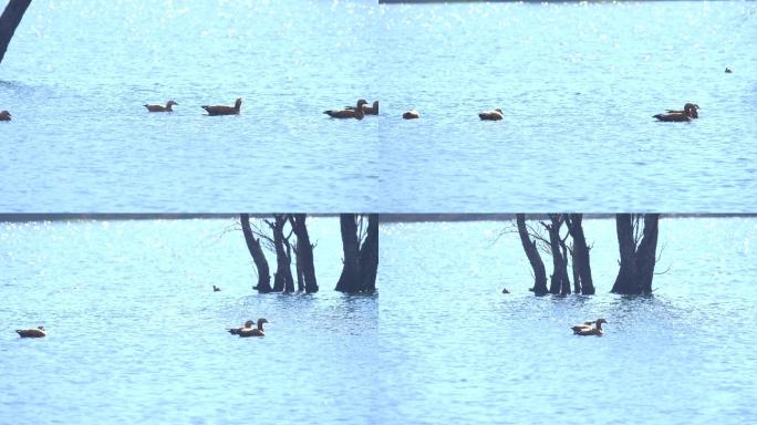 [4K]小湖里的大雁
