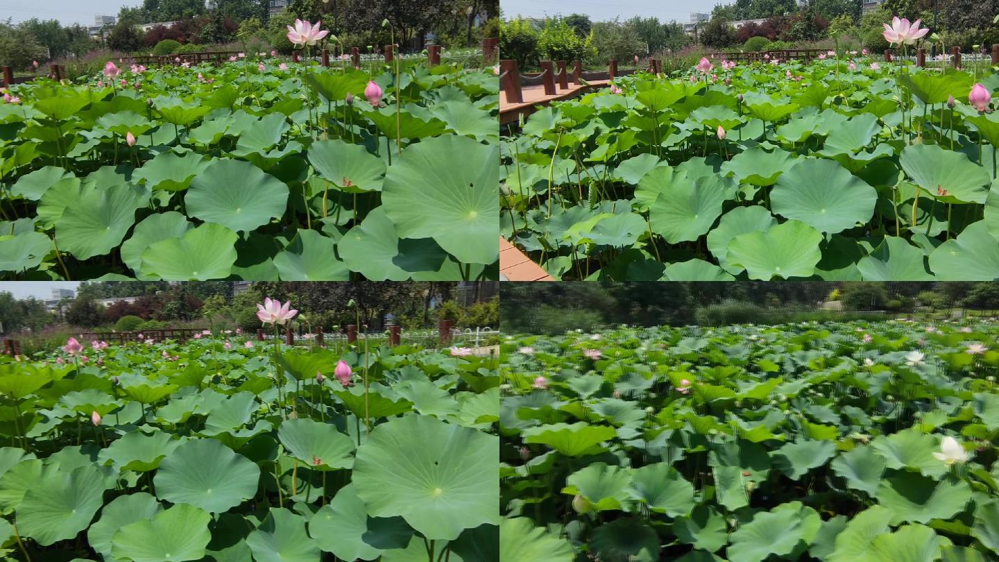 夏季荷花池实拍素材